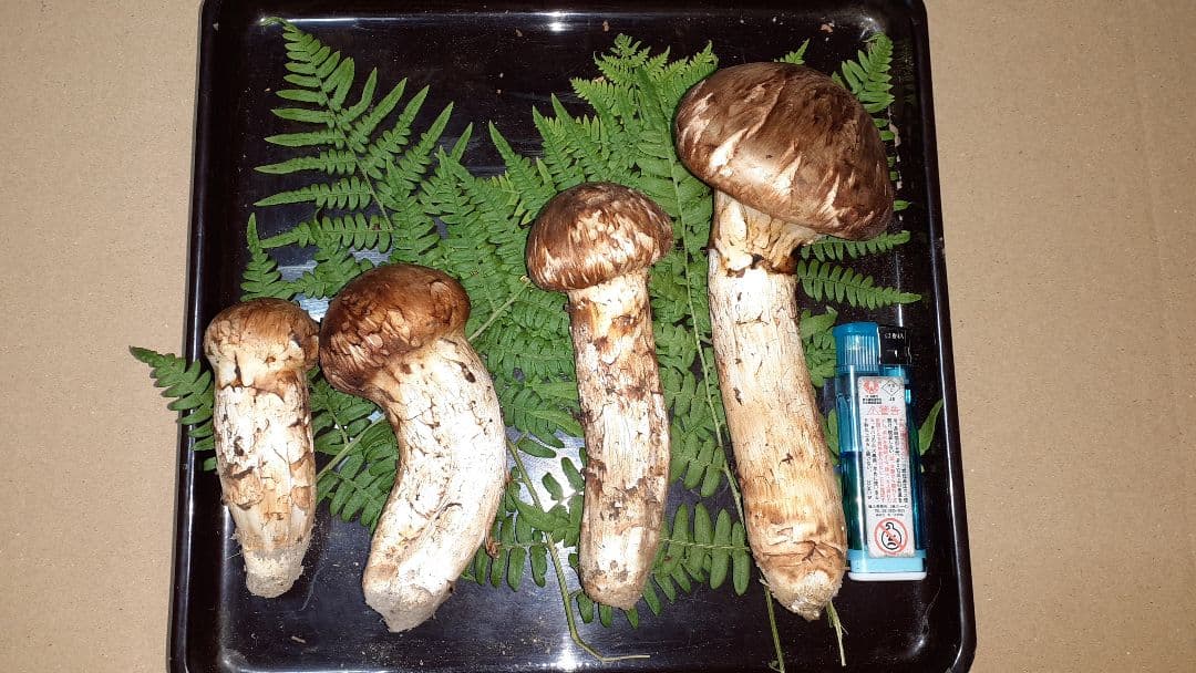 岩手県産松茸 10月11日昼取れ 松茸ご飯におすすめ(送料込み)冷蔵管理