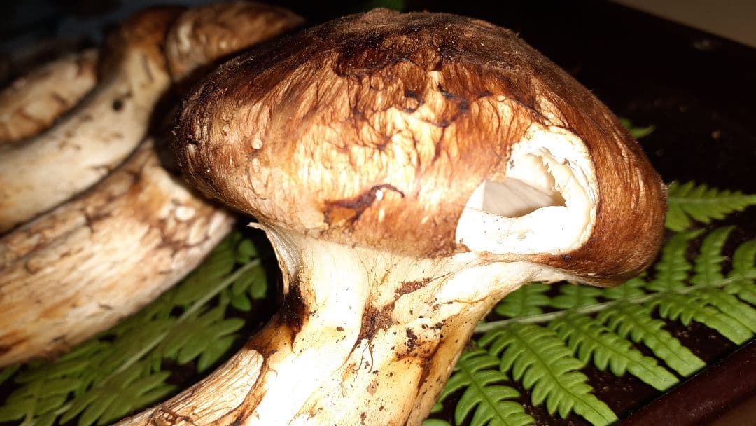 岩手県産松茸 10月11日昼取れ 松茸ご飯におすすめ(送料込み)冷蔵管理