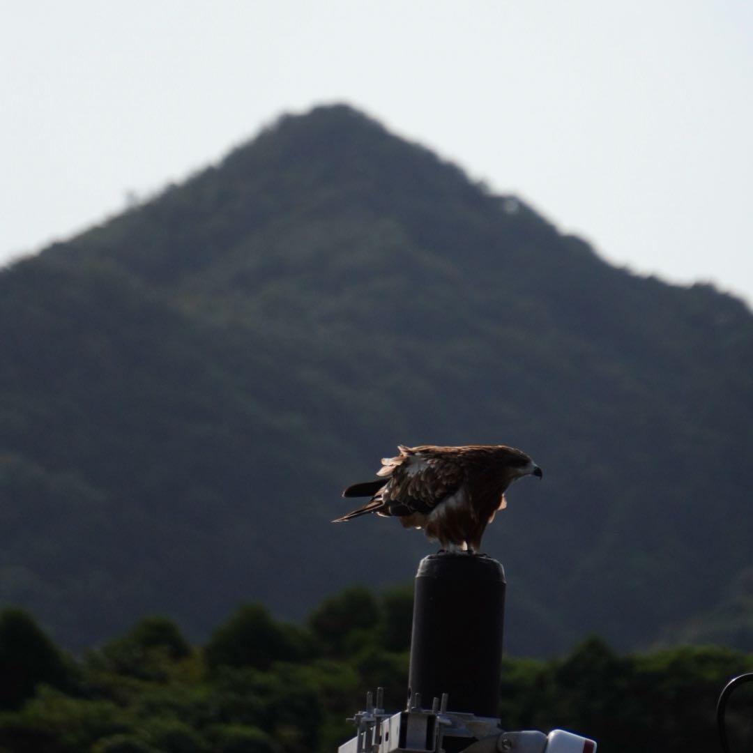 SONY SEL55210 ズーム レンズ ブラック フード付き