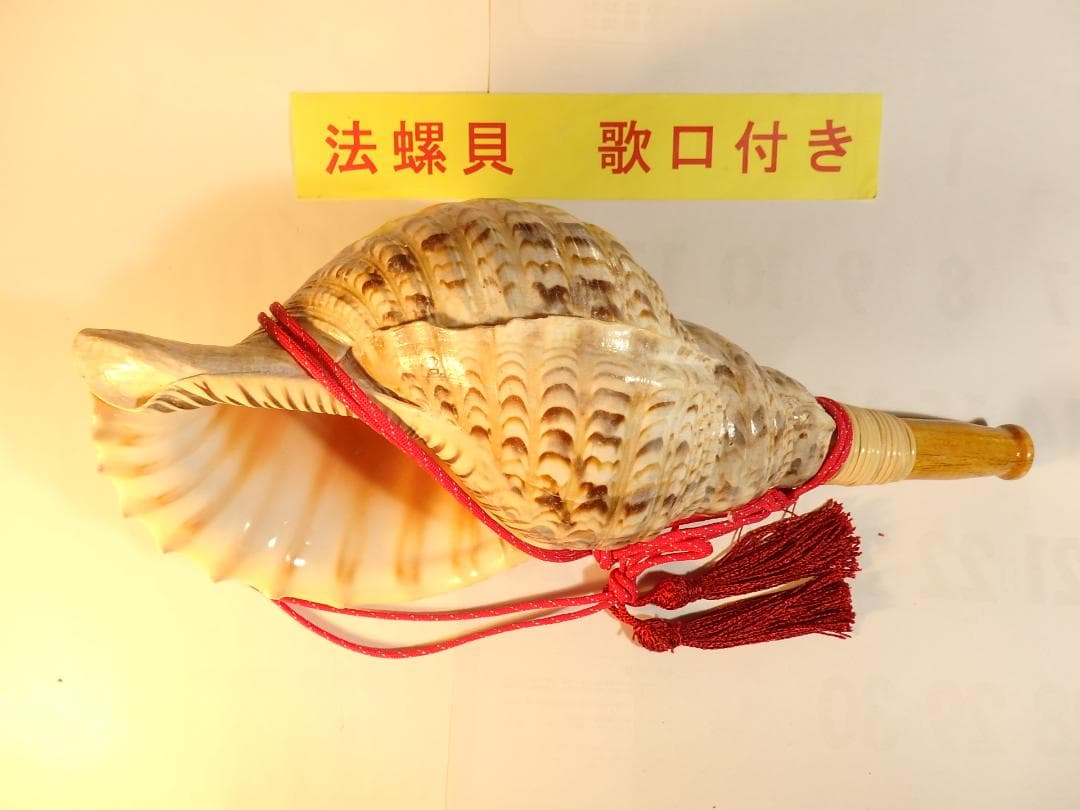 法螺貝 約41㎝ 木製歌口,赤紐付　新品　 MH-448