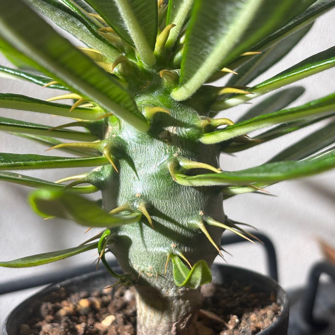 【国内実生株】パキポディウム アンボンゲンセ2