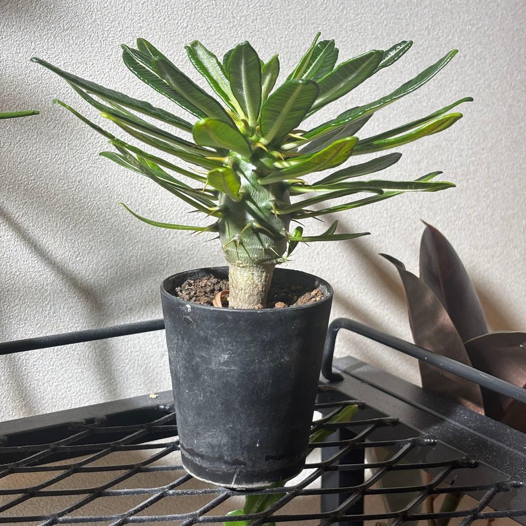 【国内実生株】パキポディウム アンボンゲンセ2