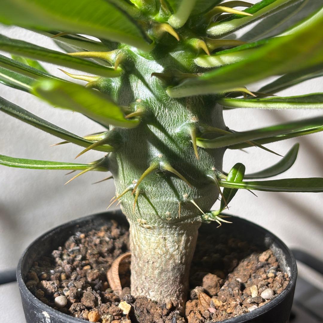 【国内実生株】パキポディウム アンボンゲンセ2