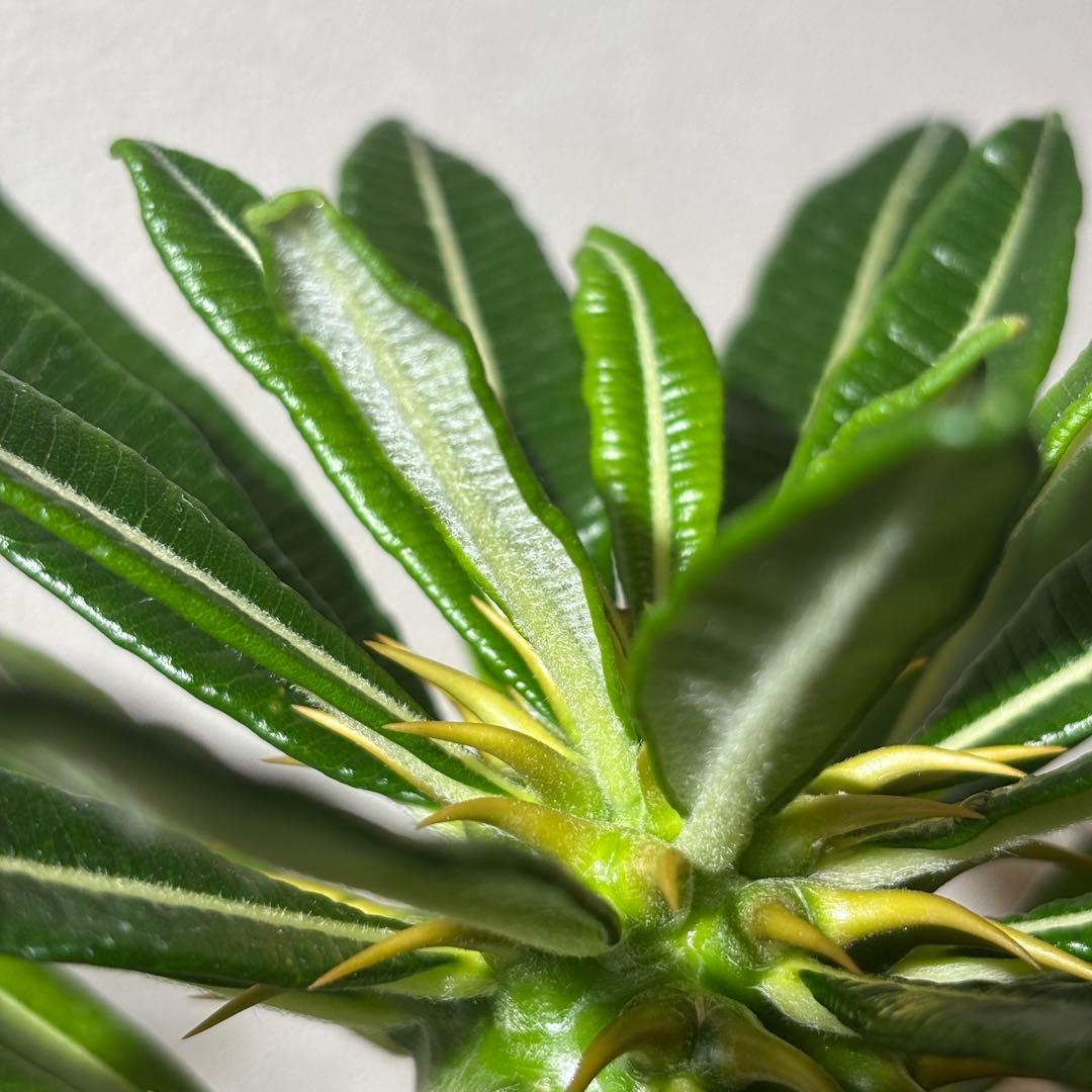 【国内実生株】パキポディウム アンボンゲンセ2