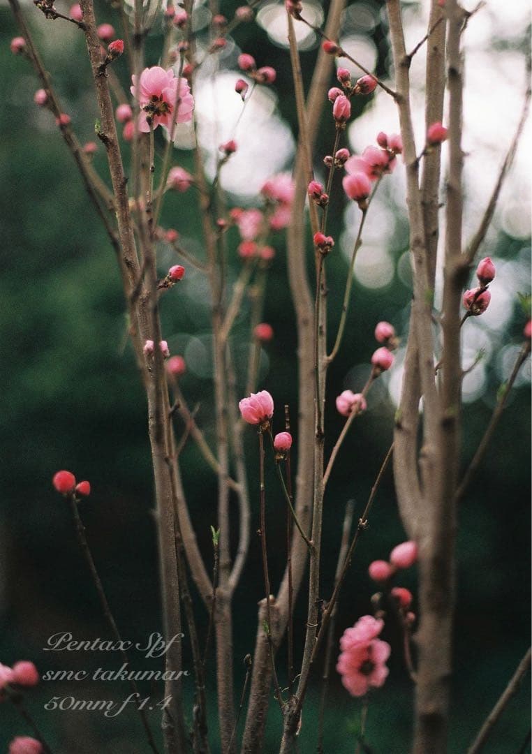 完動品＊美品＊pentax spf&名玉smc f1.4★作例多数！★初期保証