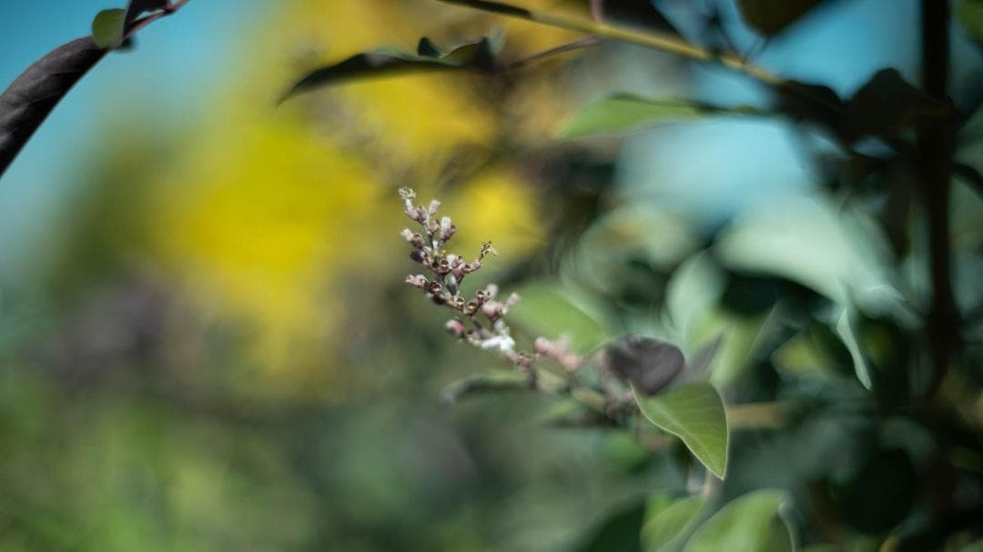 レンズ(単焦点) Voigtlander NOKTON Classic 40mm F1.4 SC