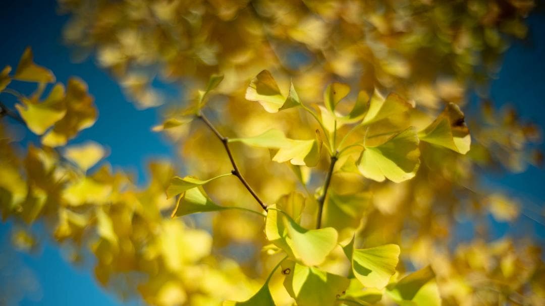 レンズ(単焦点) Voigtlander NOKTON Classic 40mm F1.4 SC