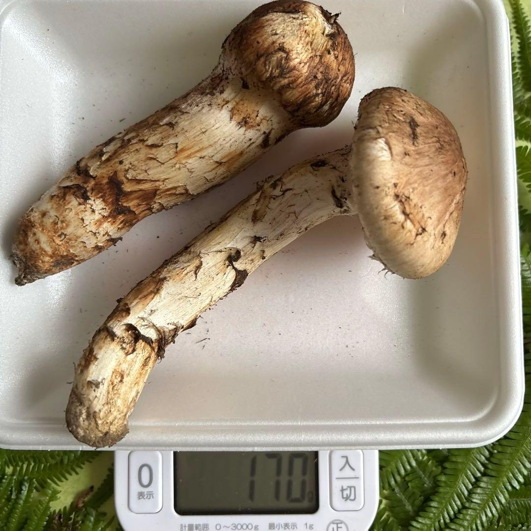 広島県産 松茸2本（170g）④