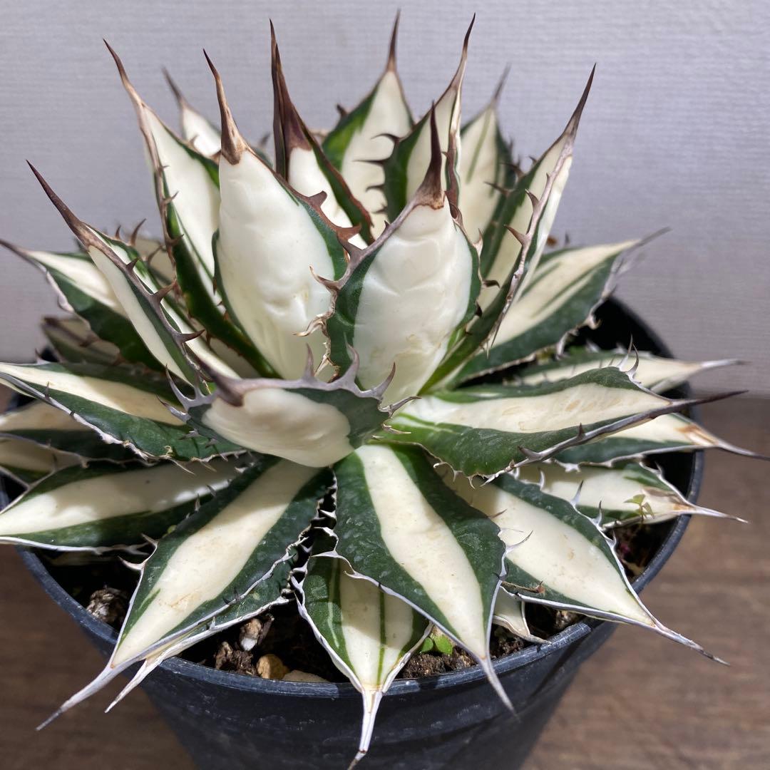 アガベ　ホリダ白中斑入　極上　初売3