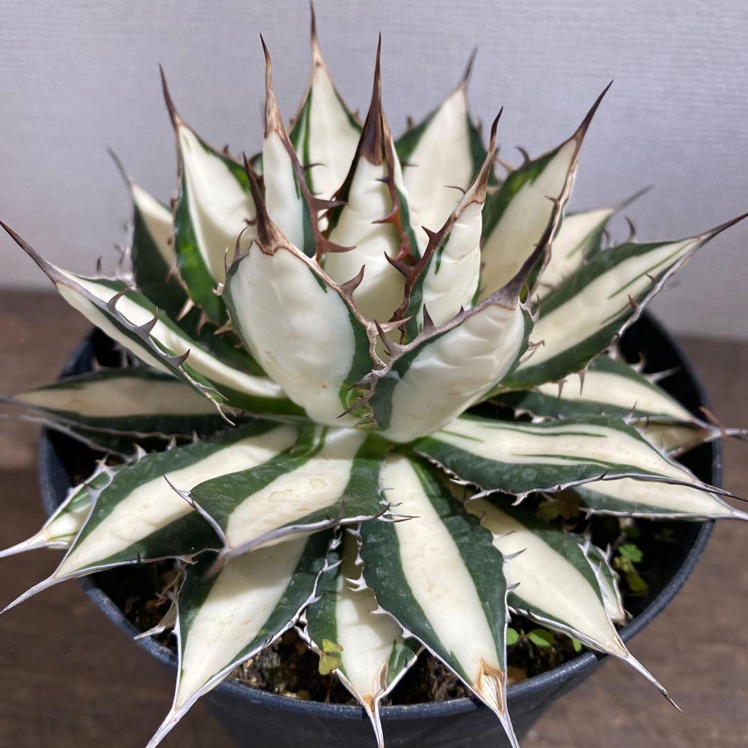アガベ　ホリダ白中斑入　極上　初売3