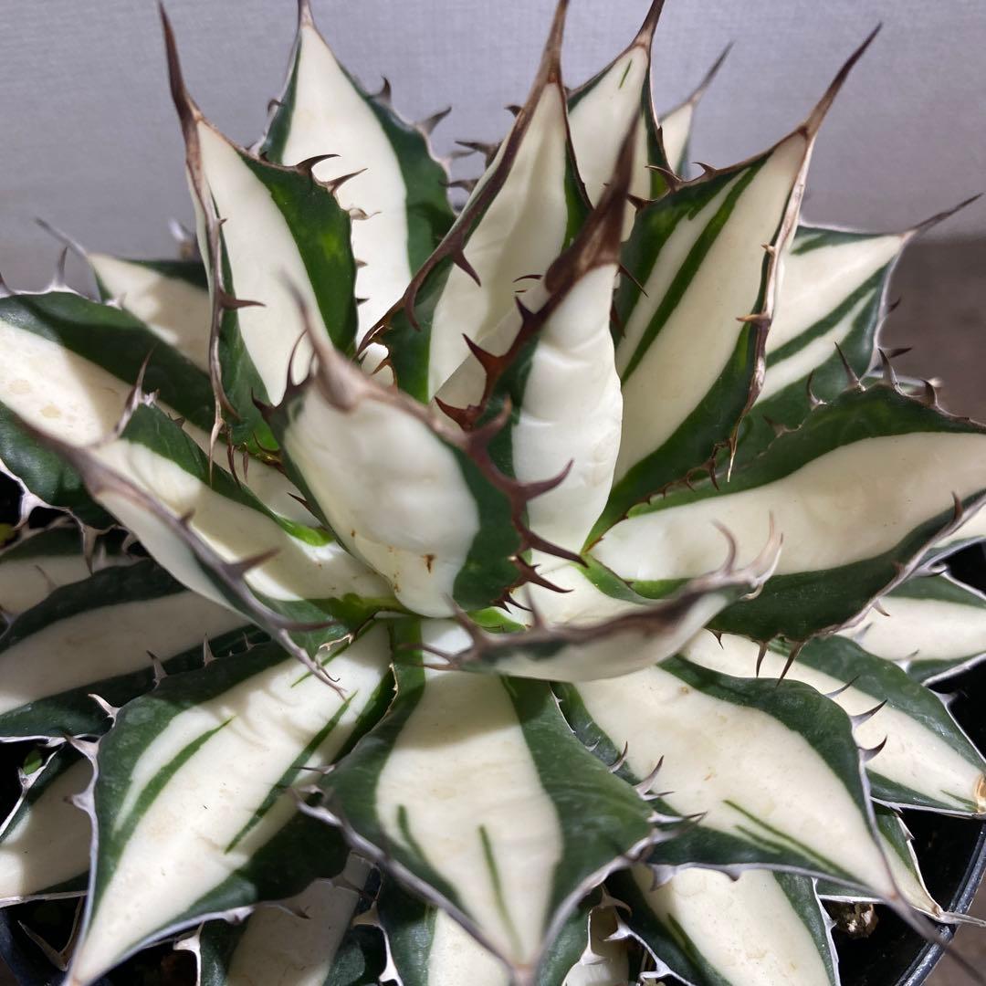 アガベ　ホリダ白中斑入　極上　初売3