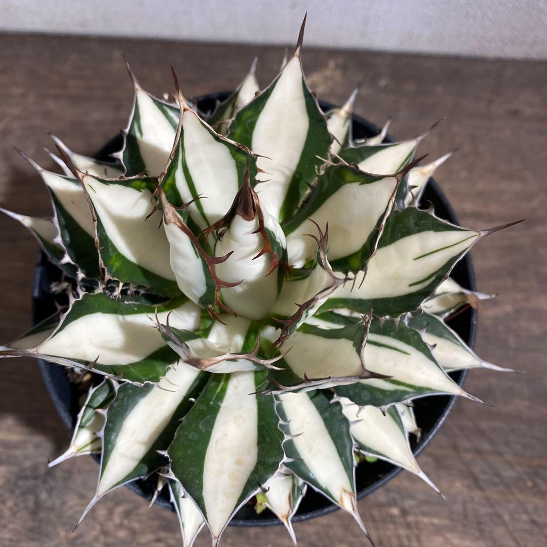 アガベ　ホリダ白中斑入　極上　初売3