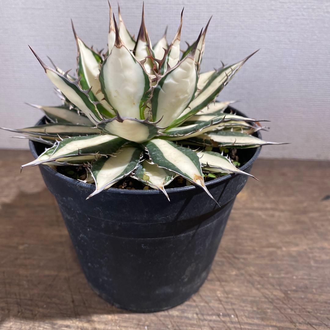 アガベ　ホリダ白中斑入　極上　初売3