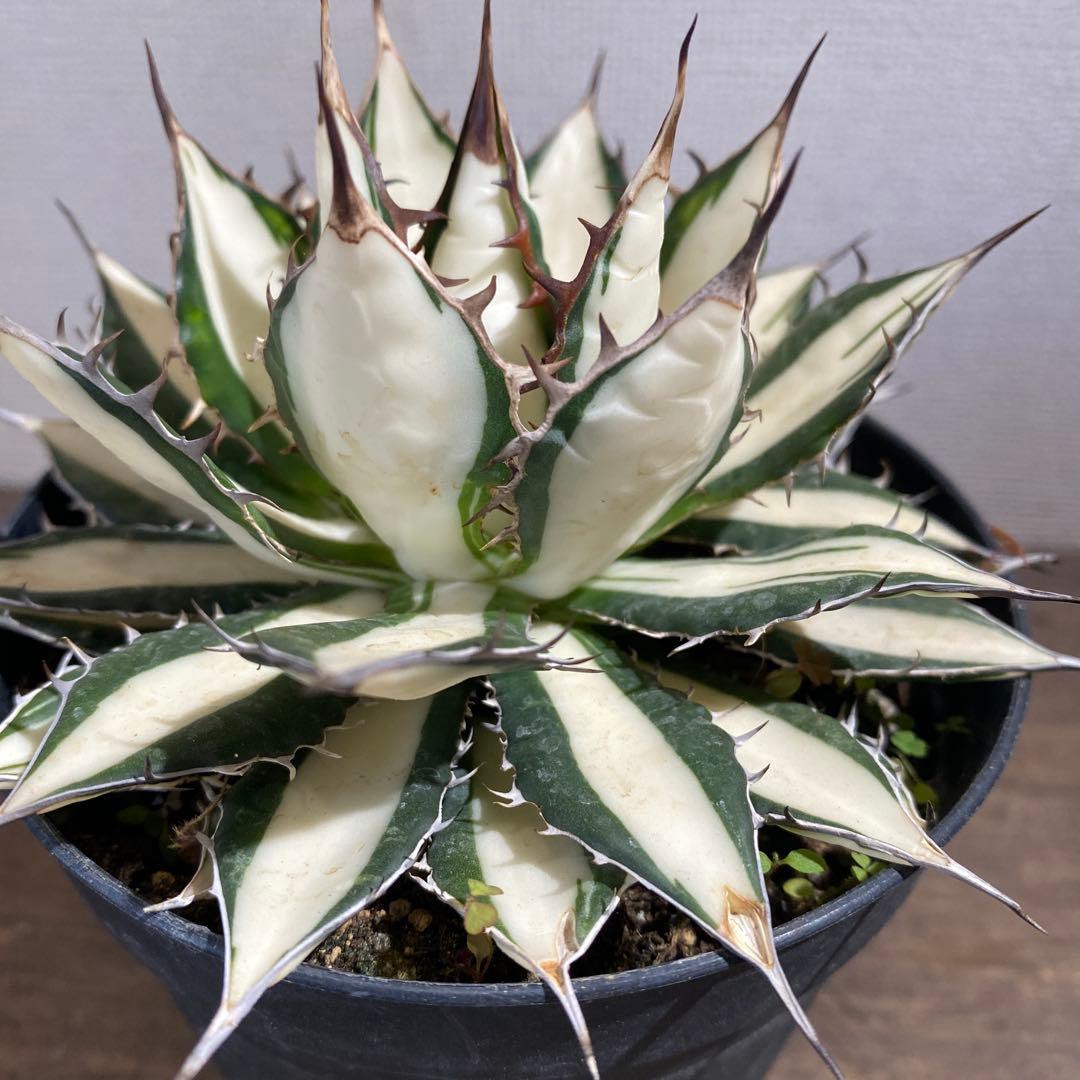 アガベ　ホリダ白中斑入　極上　初売3