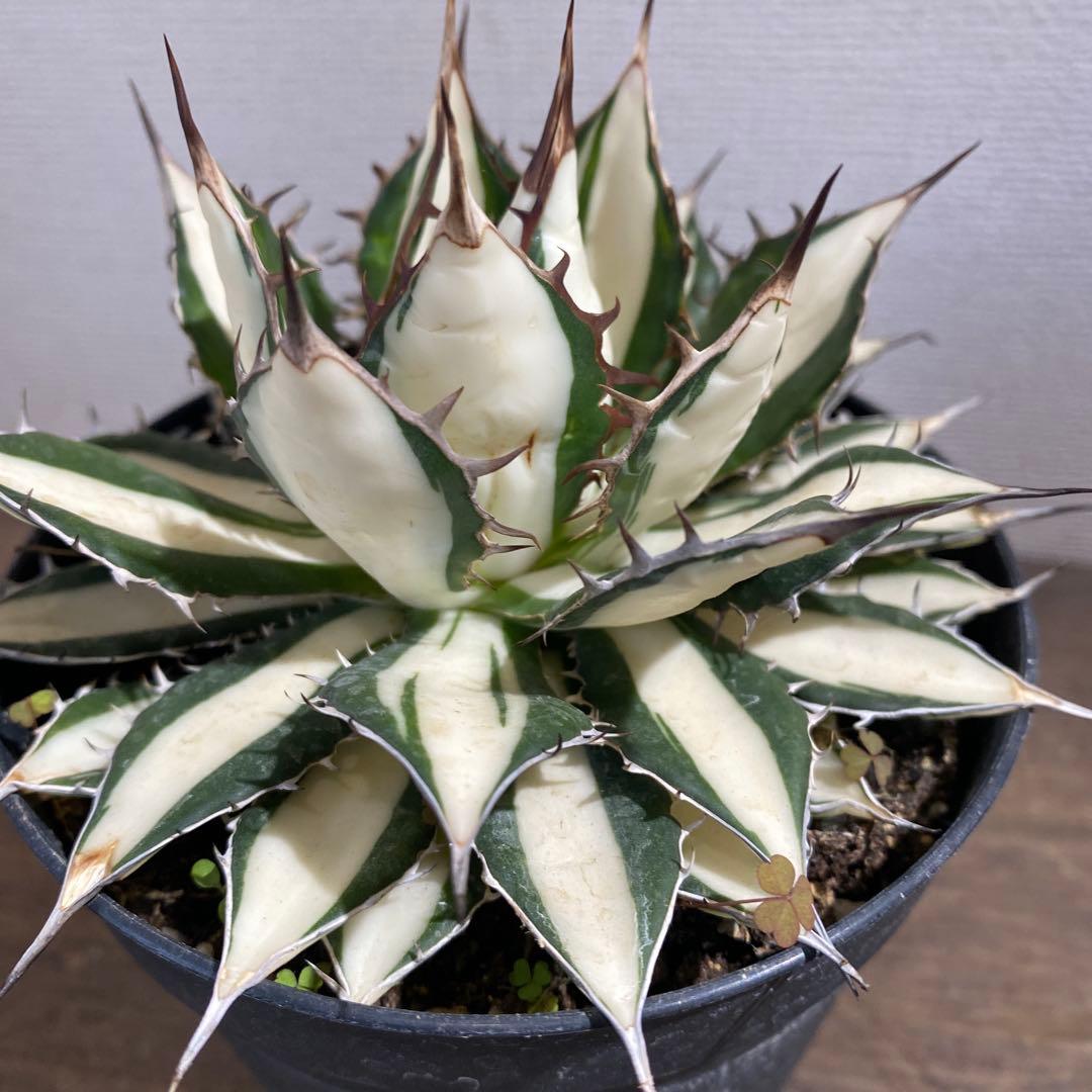 アガベ　ホリダ白中斑入　極上　初売3