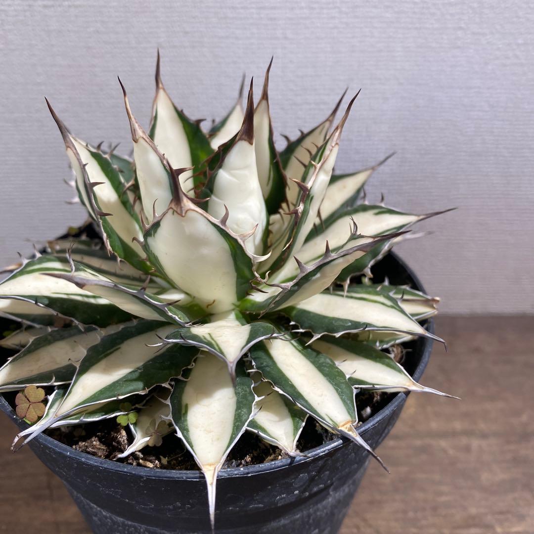 アガベ　ホリダ白中斑入　極上　初売3