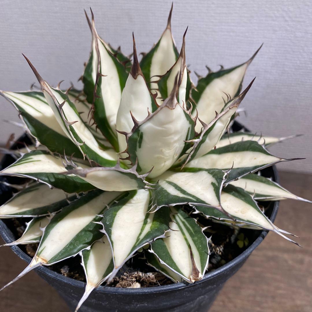 アガベ　ホリダ白中斑入　極上　初売3