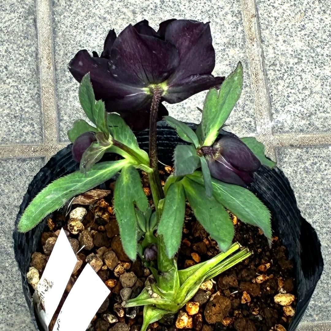 ま*️様 3433☘️花タグ付☘️極上☘️グロッシーカラー⭐️小〜中輪⭐️コンパ