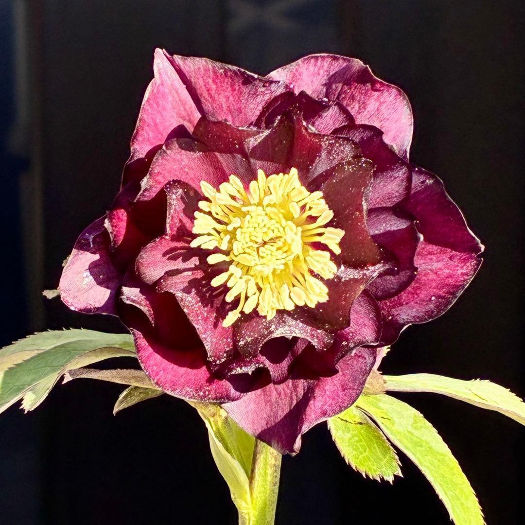 ま*️様 3433☘️花タグ付☘️極上☘️グロッシーカラー⭐️小〜中輪⭐️コンパ