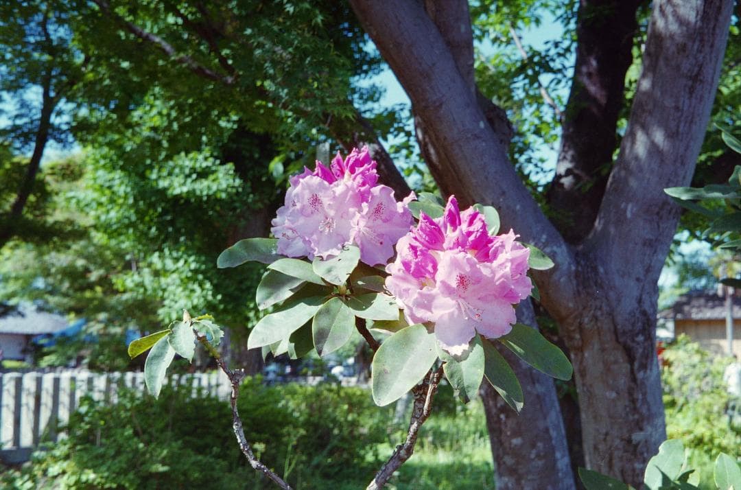 Olympus Trip 35 コンパクトカメラ