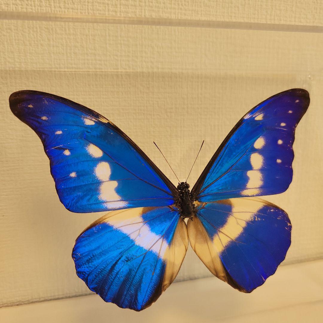 蝶の標本　モルフォチョウの世界(珍美)