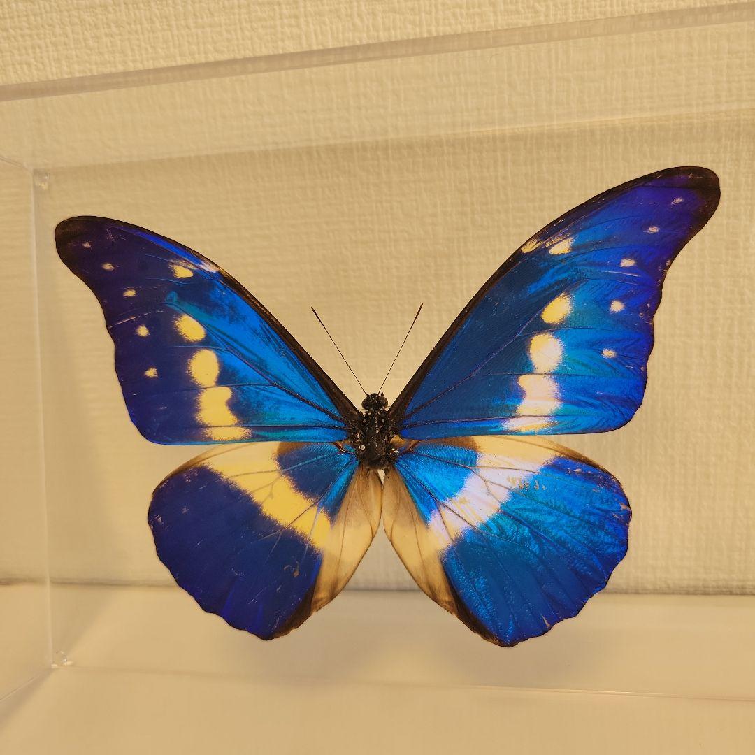 蝶の標本　モルフォチョウの世界(珍美)
