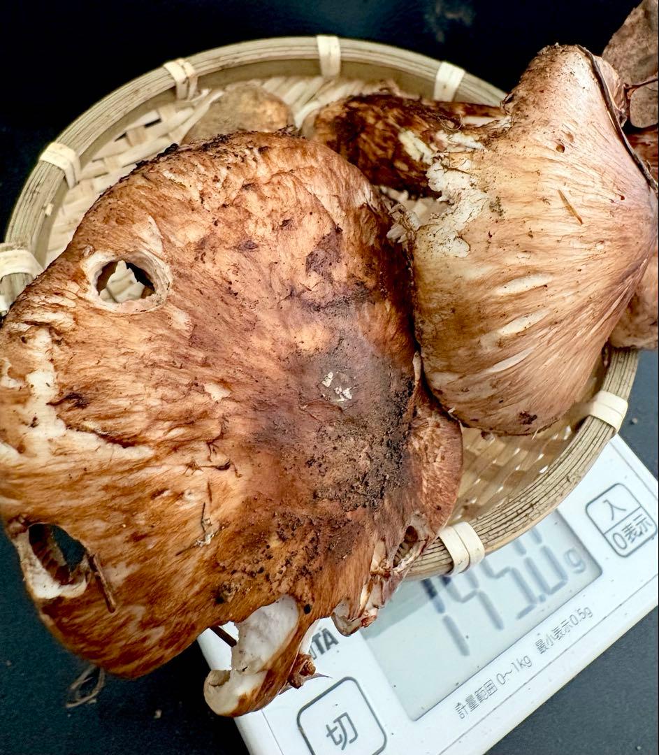 【今期最終‼︎ 希少品‼︎ 訳あり特価‼︎ 傘大量380g】 松茸◆クール便発送◆