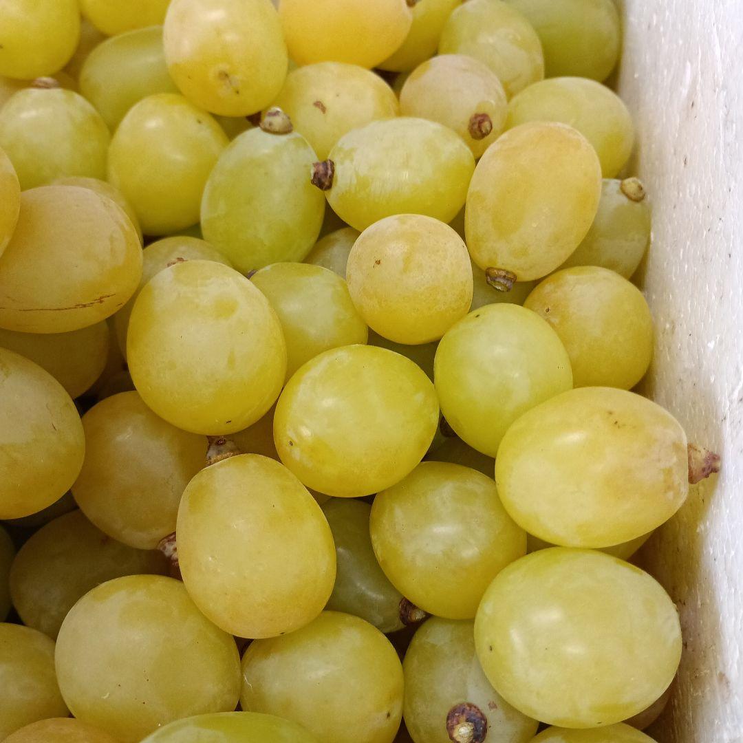 シャインマスカット完熟多めの、徳用5.5キロ入りの粒バック入りになります。