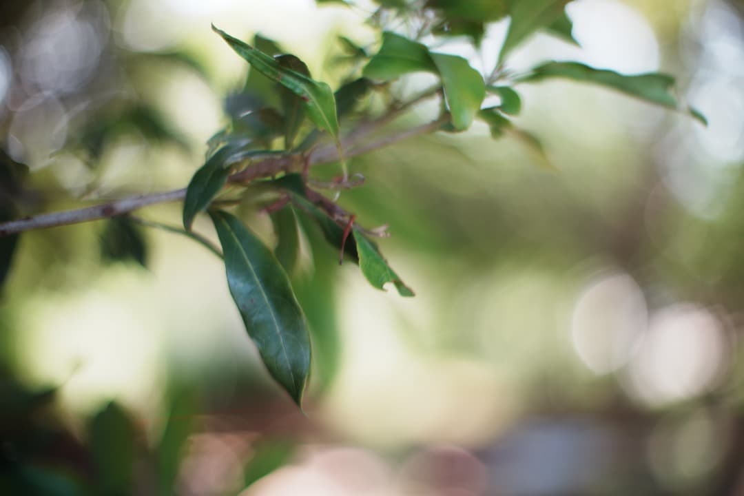 Olympus G.Zuiko auto 50mm F1.4 オリンパス 32