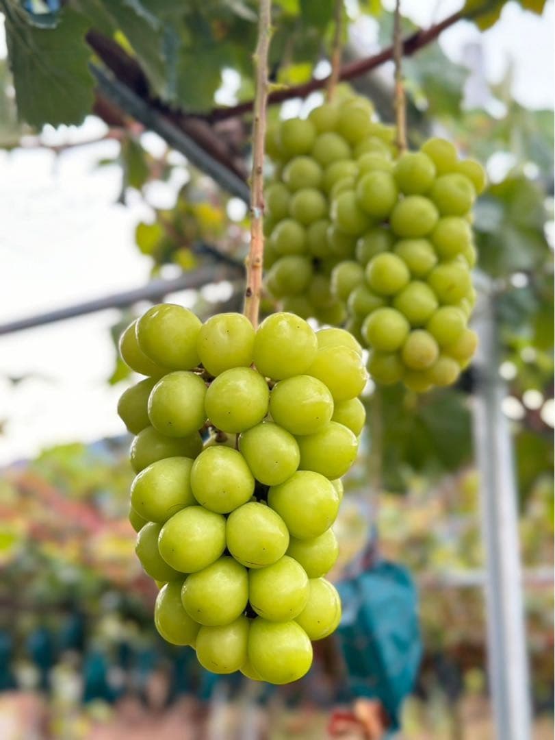 【大粒 秀品 1箱限定 シャインマスカット 4房】山梨県産シャインマスカット