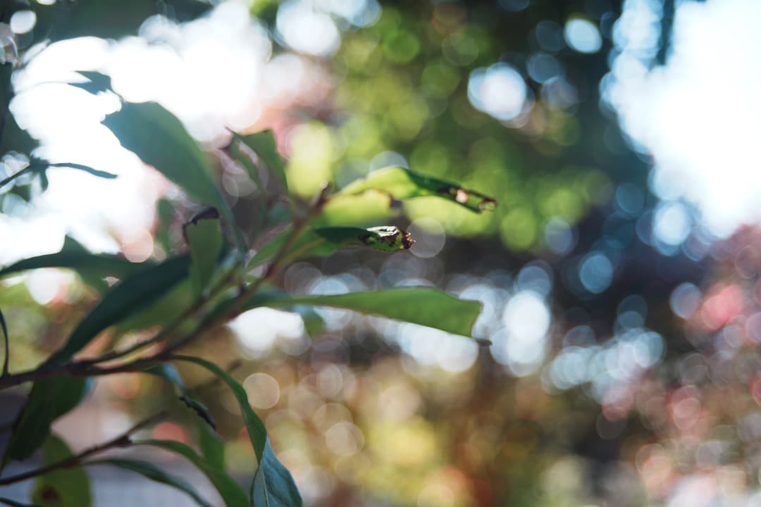 【極美品】動作◎ オリンパス Zuiko auto-w 24mm F2 979