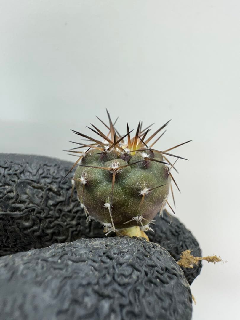 テトラポット様 リクエスト 3点 まとめ商品