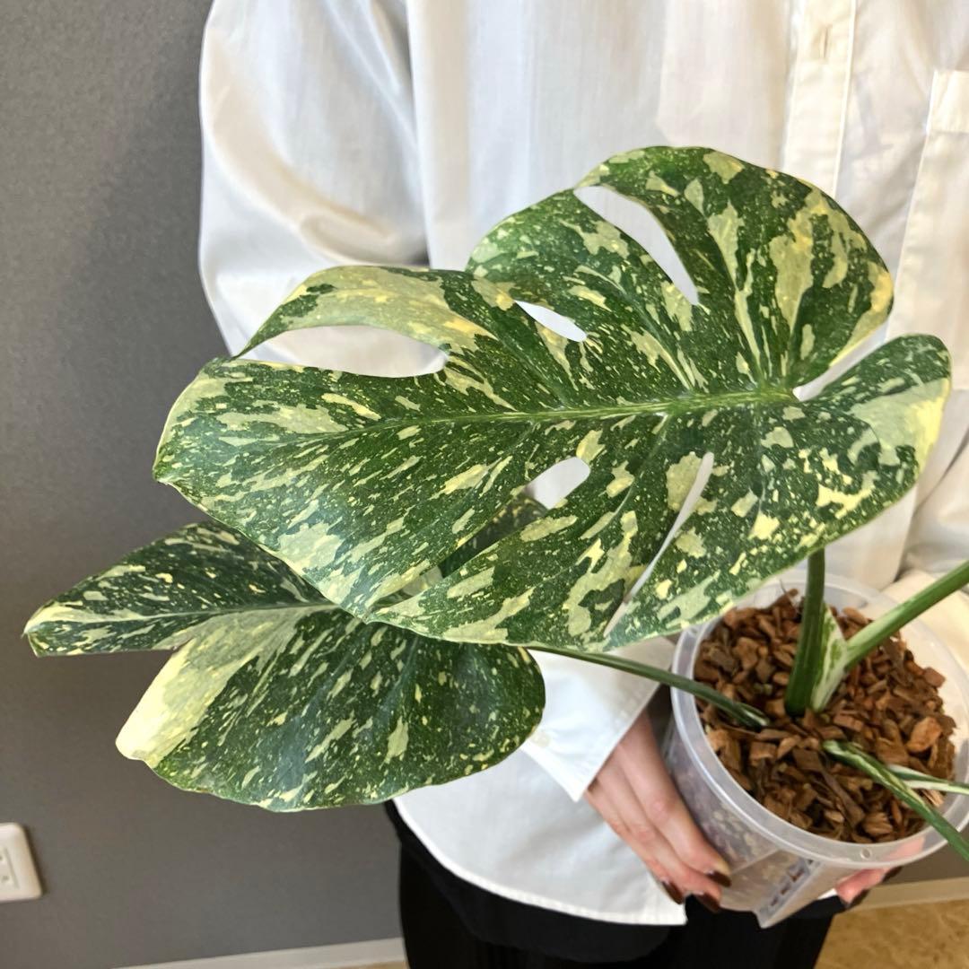 超絶希少❗️モンステラ　デリシオーサ　ホワイトスノー✨