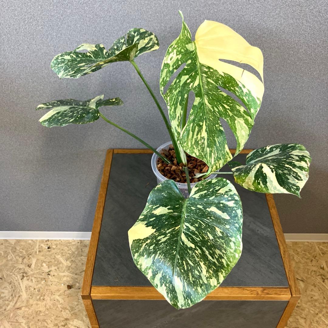 超絶希少❗️モンステラ　デリシオーサ　ホワイトスノー✨