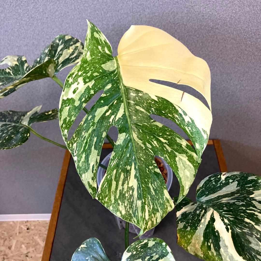 超絶希少❗️モンステラ　デリシオーサ　ホワイトスノー✨