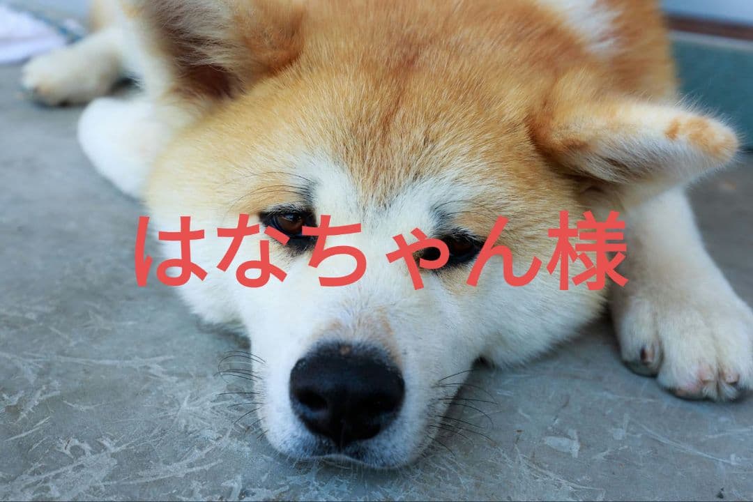 【はなちゃん様ご確認用】