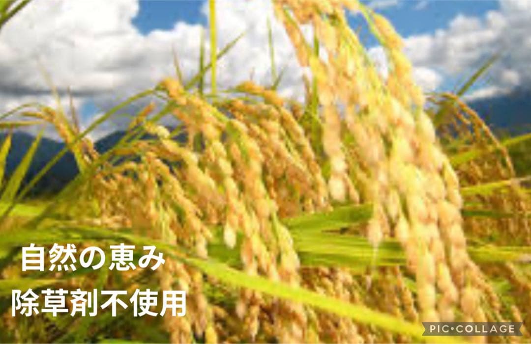 にこまる 10kg×2 農家六代目 自家生産 農薬不使用 玄米 国産 農家直送