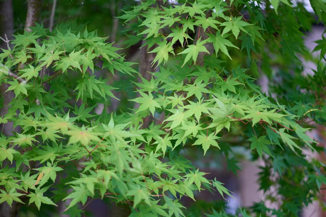 Nikon Ai AF-NIKKOR 80mm F2.8 / F3AF用