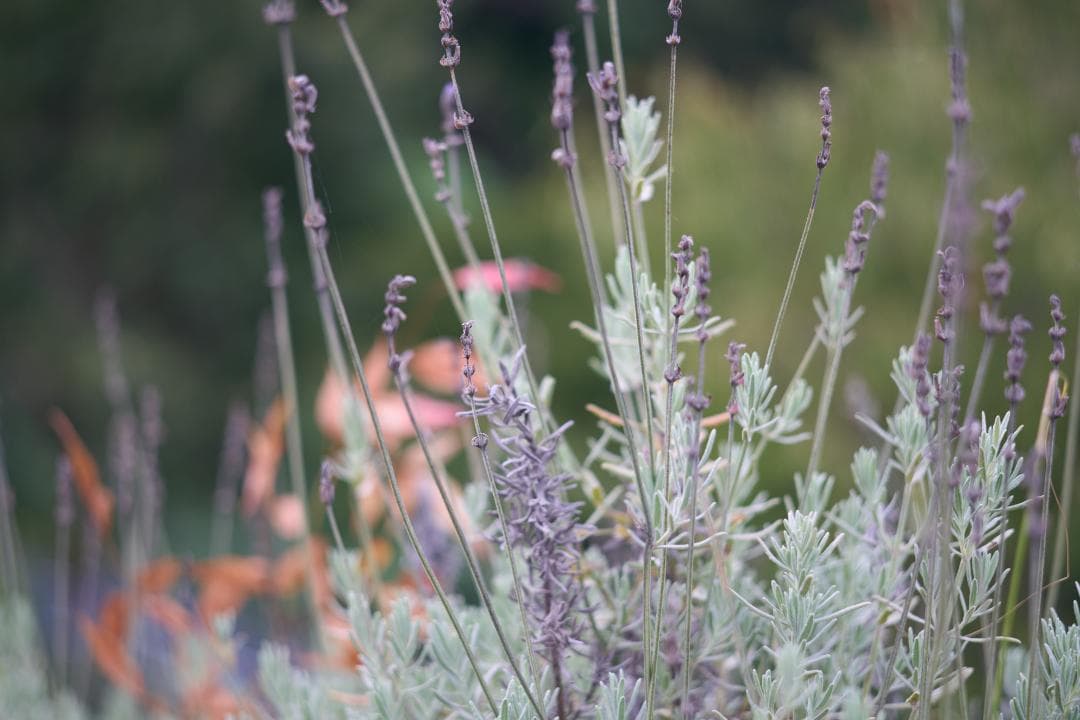 Nikon Ai AF-NIKKOR 80mm F2.8 / F3AF用