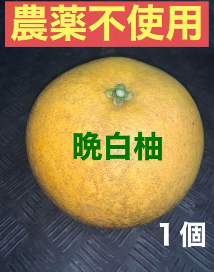 農薬不使用 浜名湖ミカン 2025年度.連絡用 1/20更新　説明読んでね