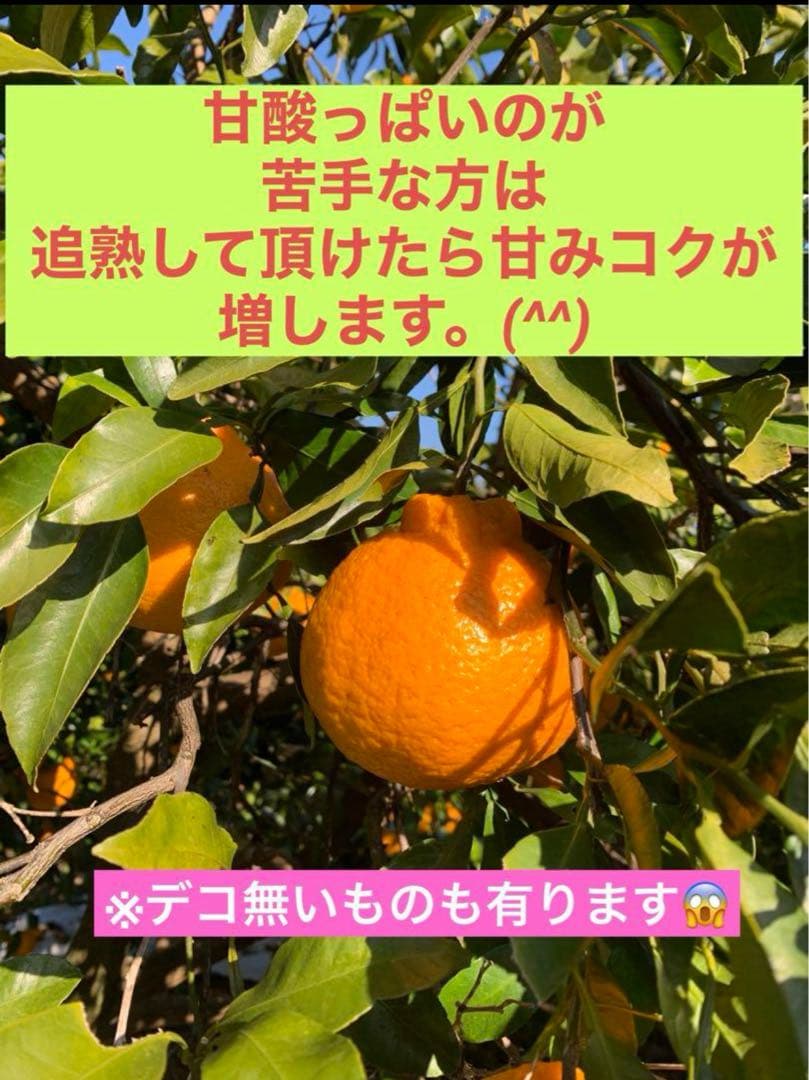 農薬不使用 浜名湖ミカン 2025年度.連絡用 1/20更新　説明読んでね