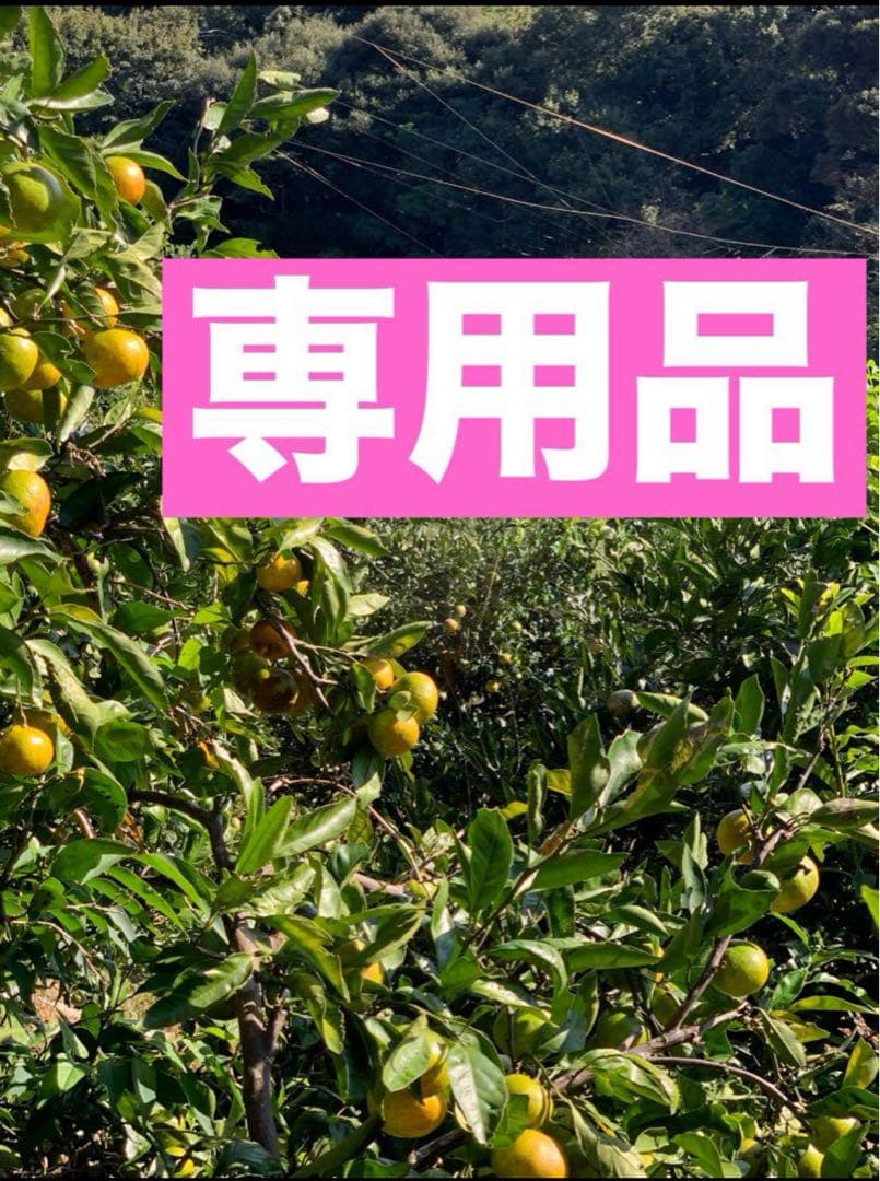 農薬不使用 浜名湖ミカン 2025年度.連絡用 1/20更新　説明読んでね