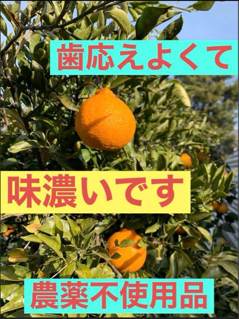 農薬不使用 浜名湖ミカン 2025年度.連絡用 1/20更新　説明読んでね