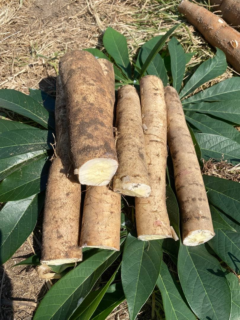 キャッサバ　20kg 赤穂産