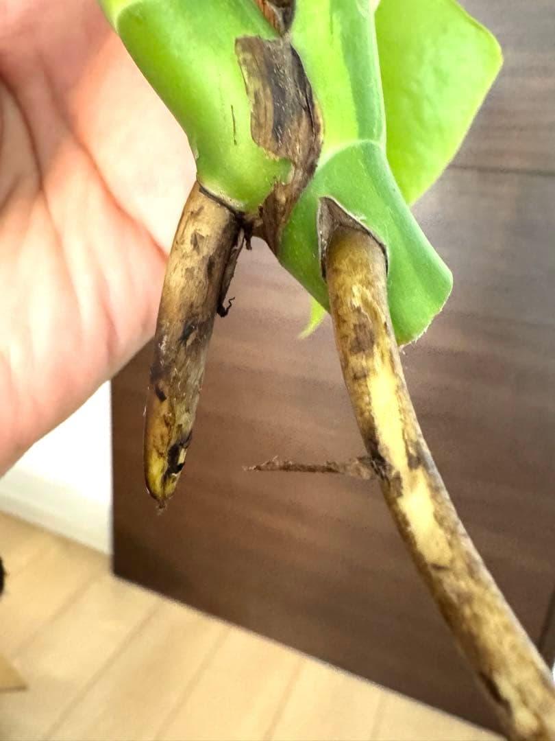 【超希少】モンステラ デリシオーサ イエローマリリン 3葉付き 極斑入り最高級