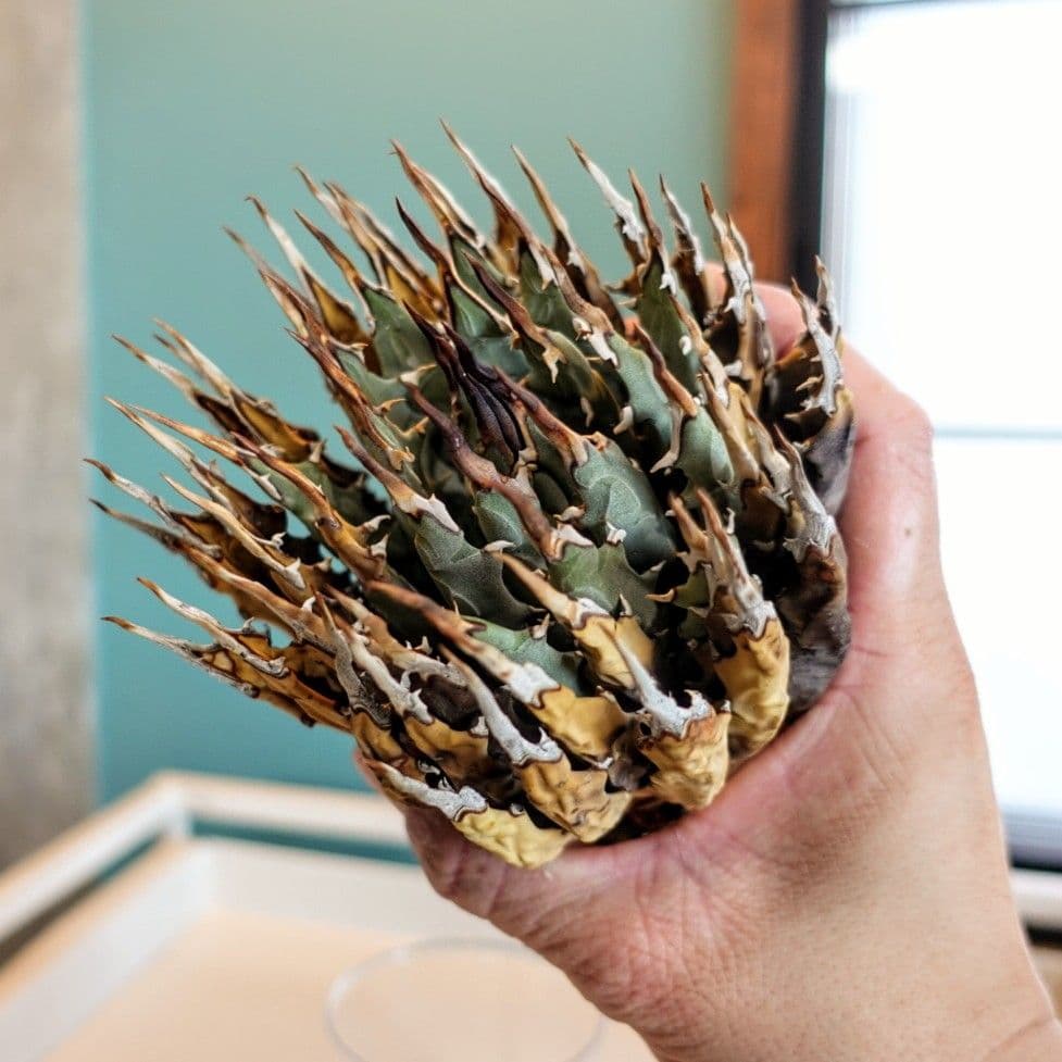 リ*ゴ様 【年末大サービス出品】陽炎・エボリスピナ/ベアルート株