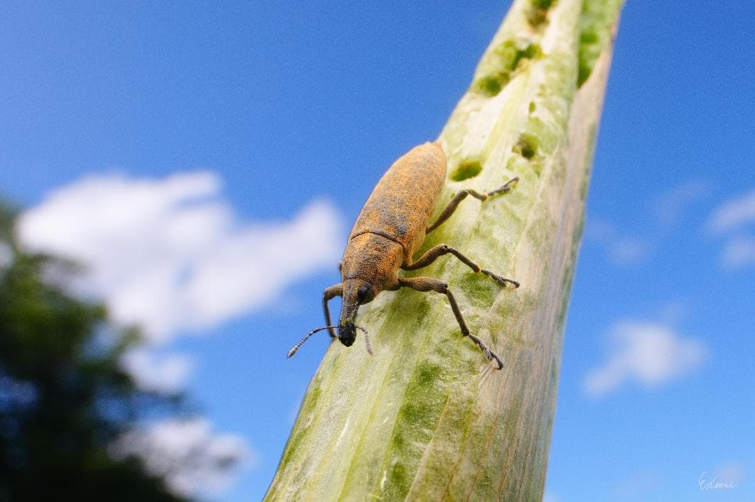 LAOWA 15mm F4 WIDE MACRO レンズ