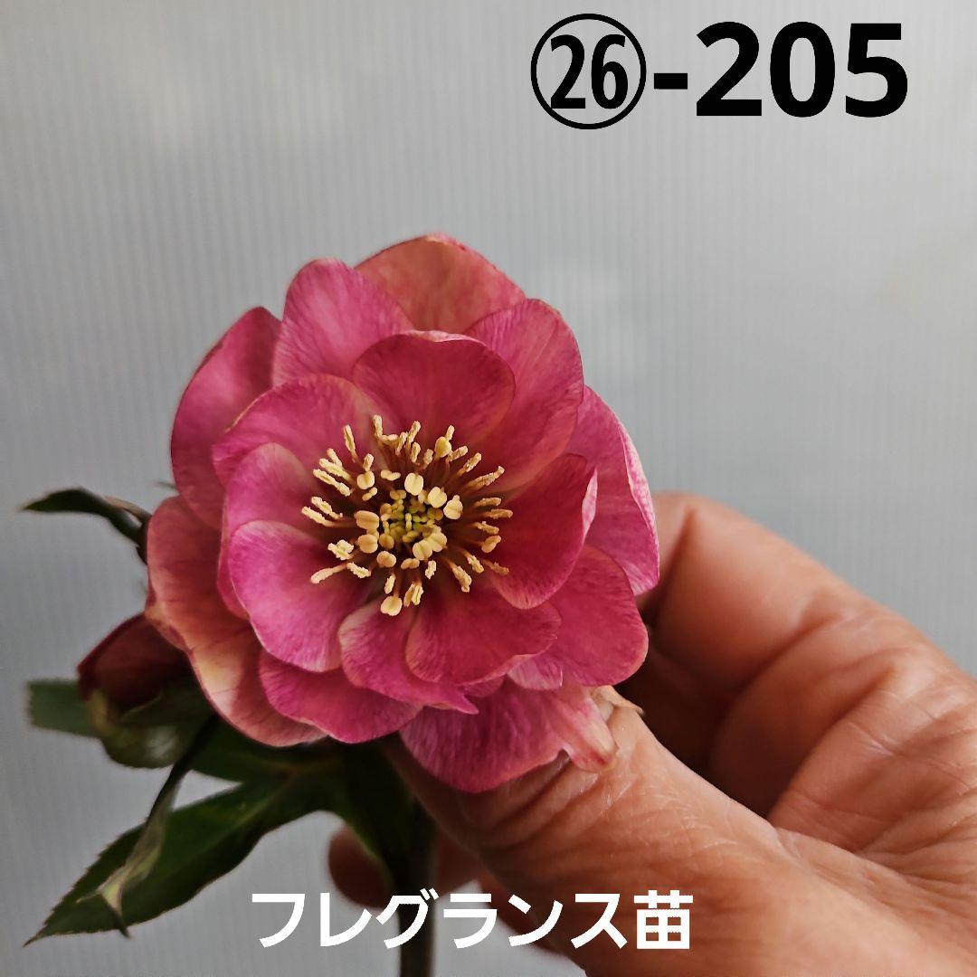 ごまたまご様ご購入苗㉖-205㉖-92クリスマスローズ