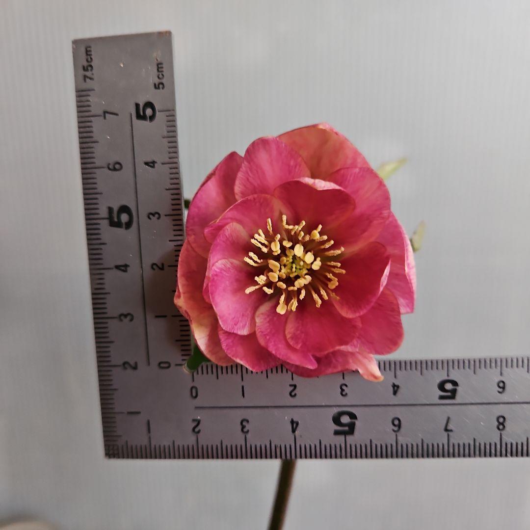 ごまたまご様ご購入苗㉖-205㉖-92クリスマスローズ