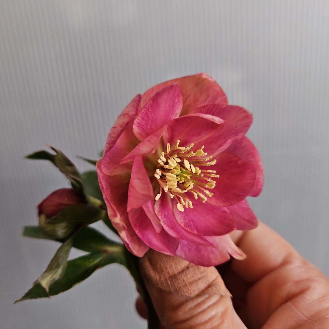 ごまたまご様ご購入苗㉖-205㉖-92クリスマスローズ